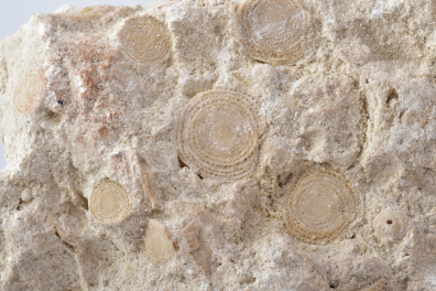 Pierre à liards ou Calcaire à nummulites - Détail des Nummulites
